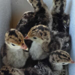 1-day-old-turkey-poults-for-sale-kenya