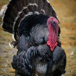 turkey-toms-for-sale-kenya