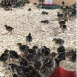 1-day-old-turkey-poults-for-sale-kenya