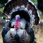turkey-toms-for-sale-kenya