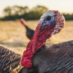 turkey-toms-for-sale-kenya