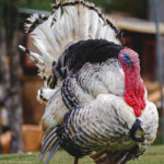 turkey-toms-for-sale-kenya