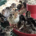 1-day-old-turkey-poults-for-sale-kenya