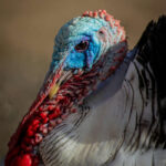 turkey-toms-for-sale-kenya