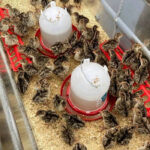 1-day-old-turkey-poults-for-sale-kenya