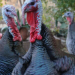 turkey-toms-for-sale-kenya