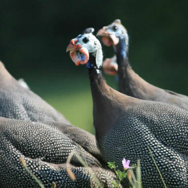 Rearing, Incubation and Brooding Guinea Fowl: A Comprehensive Guide