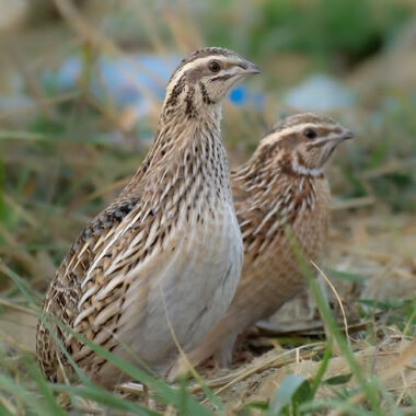Quails