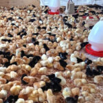 rainbow-roaster-chicks-day-old-kenya