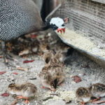guinea-hens-for-egg-laying