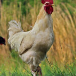 buy-event-cocks-nairobi