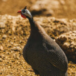 guinea-fowl-cocks-for-sale-nairobi