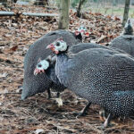 guinea-hens-for-egg-laying