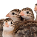 order-guinea-keets-online-kenya