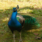 peacock-for-sale-kenya