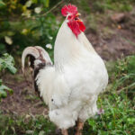 buy-event-cocks-nairobi