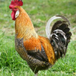 buy-event-cocks-nairobi