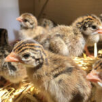 order-guinea-keets-online-kenya