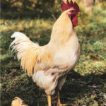 buy-event-cocks-nairobi