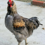 buy-event-cocks-nairobi