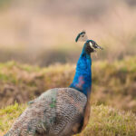 female-peacock-for-sale-kenya