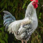 buy-event-cocks-nairobi