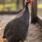 guinea-fowl-cocks-for-sale-nairobi