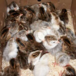 order-guinea-keets-online-kenya