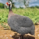 guinea-fowl-cocks-for-sale-nairobi