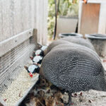 guinea-hens-for-egg-laying