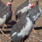 guinea-hens-for-egg-laying