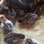 order-guinea-keets-online-kenya