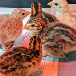 order-guinea-keets-online-kenya