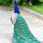 peacock-for-sale-kenya