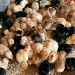rainbow-roaster-chicks-day-old-kenya
