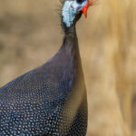 guinea-fowl-cocks-for-sale-nairobi