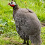 guinea-hens-for-egg-laying