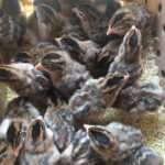 order-guinea-keets-online-kenya