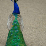 peacock-for-sale-kenya