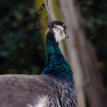 female-peacock-for-sale-kenya
