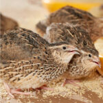 order-quails-online-kenya
