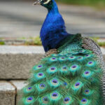 peacock-for-sale-kenya