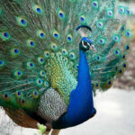 peacock-for-sale-kenya