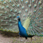 peacock-for-sale-kenya