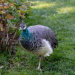 female-peacock-for-sale-kenya