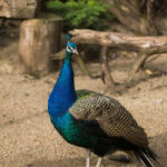 female-peacock-for-sale-kenya