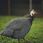 guinea-fowl-cocks-for-sale-nairobi