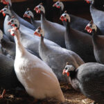 guinea-hens-for-egg-laying
