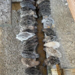 order-quails-online-kenya