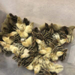 quail-chicks-price-per-bird